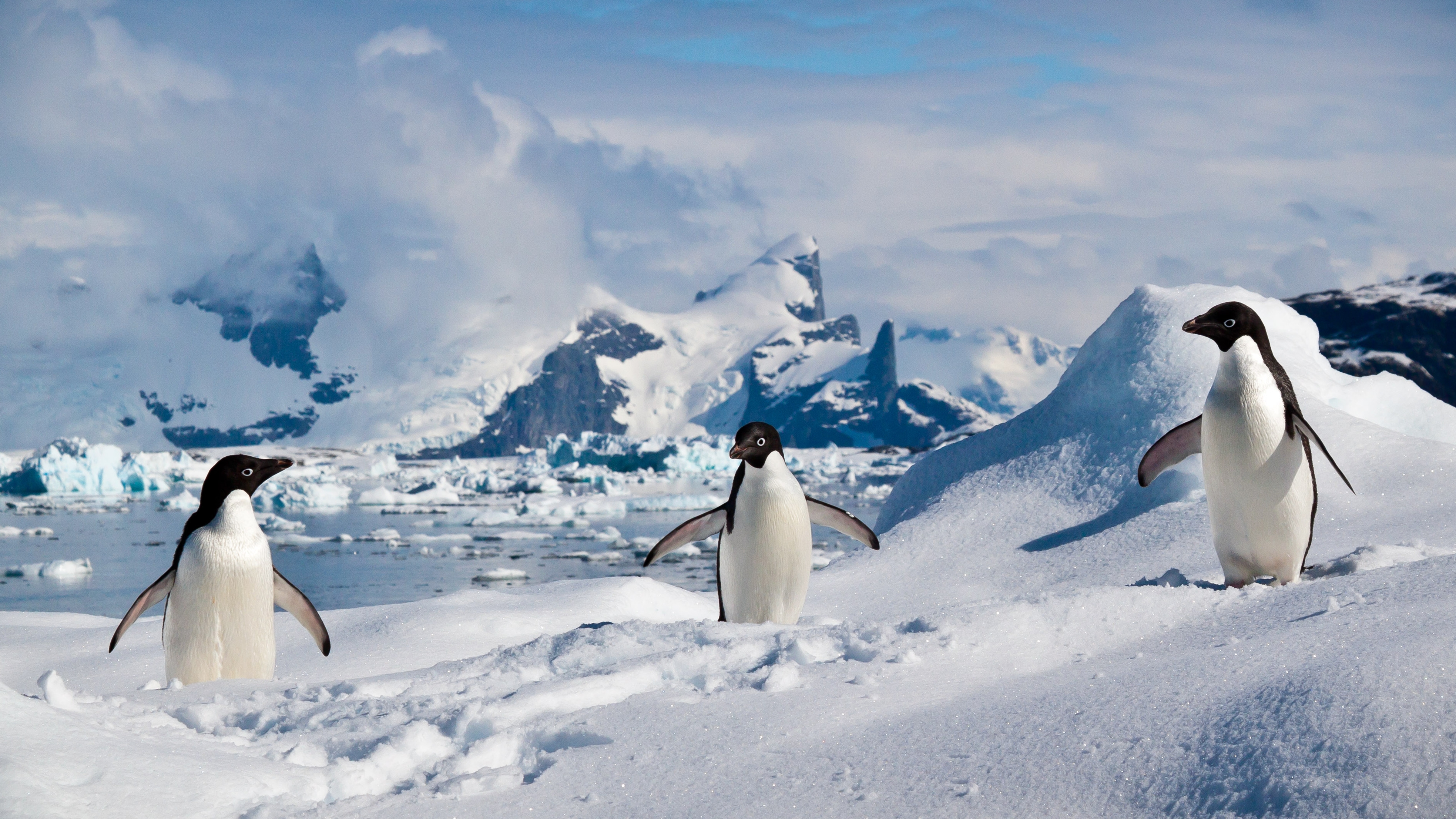 penguins